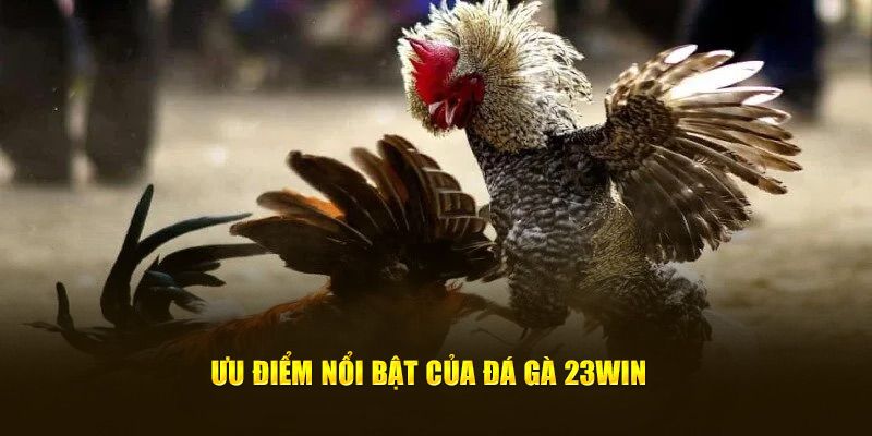 Ưu điểm của đá gà 23win